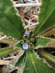 Thyrocarpus sampsonii