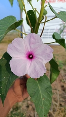 Ipomoea carnea