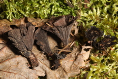 Thelephora caryophyllea