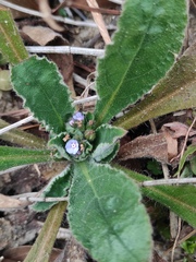 Thyrocarpus sampsonii