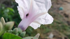 Ipomoea carnea