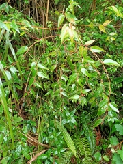 Gaultheria leucocarpa