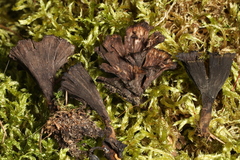 Thelephora caryophyllea