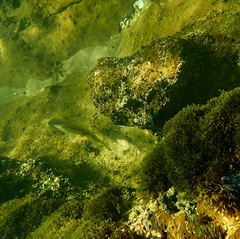 Acanthopagrus butcheri