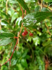 Gaultheria leucocarpa