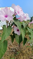 Ipomoea carnea