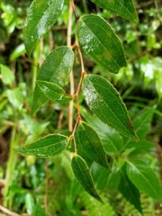Gaultheria leucocarpa