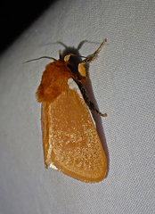 Comana albibasis