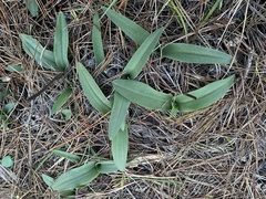 Platanthera yadonii