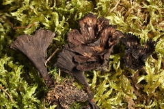 Thelephora caryophyllea