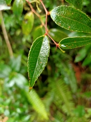 Gaultheria leucocarpa