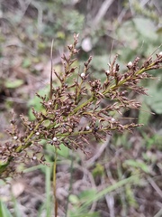 Scleria levis
