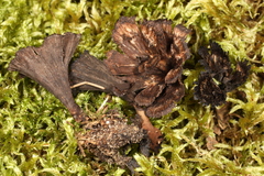 Thelephora caryophyllea