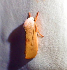 Cryptophasa rubescens