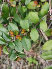 Eurya japonica