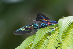 Ancyluris tedea