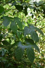 Cionosicys macranthus