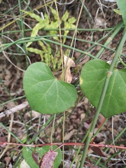 Pericampylus glaucus