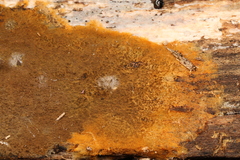 Tomentella testaceogilva