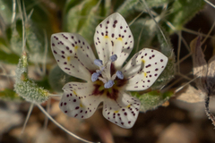 Langloisia setosissima