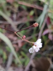Persicaria dichotoma