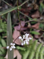 Persicaria dichotoma