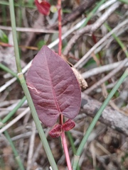 Persicaria dichotoma
