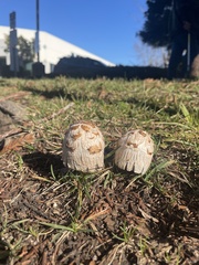Coprinus comatus