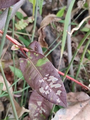 Persicaria dichotoma