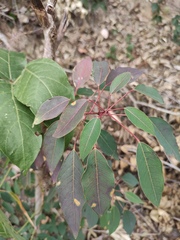 Triadica cochinchinensis