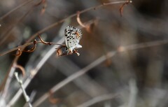 Euphilotes enoptes dammersi