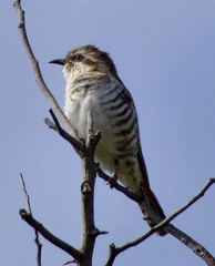 Chrysococcyx basalis