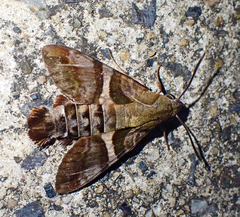 Macroglossum errans