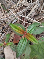 Melastoma sanguineum