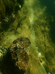 Acanthopagrus butcheri