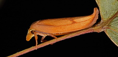 Wingia aurata