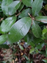 Croton cascarilloides