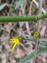 Senecio stauntonii