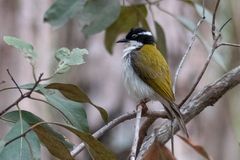 Melithreptus albogularis