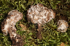 Trichoderma avellaneum