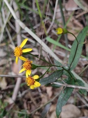 Senecio stauntonii