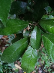 Croton cascarilloides