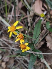 Senecio stauntonii