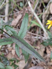 Senecio stauntonii