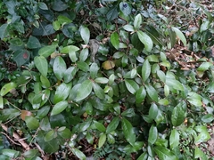 Croton cascarilloides