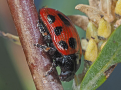 Gonioctena linnaeana
