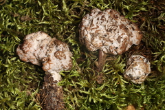 Trichoderma avellaneum