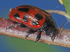 Gonioctena linnaeana