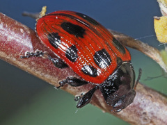 Gonioctena linnaeana