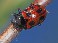 Gonioctena linnaeana